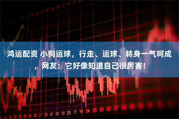 鸿运配资 小狗运球，行走、运球、转身一气呵成，网友：它好像知道自己很厉害！